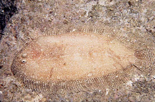 Aseraggodes kaianus